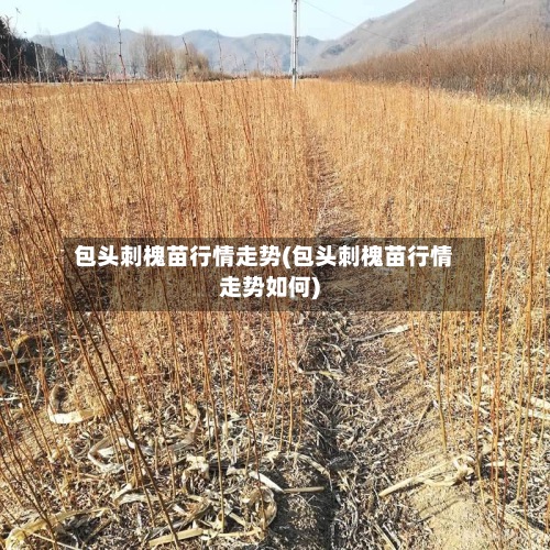 包头刺槐苗行情走势(包头刺槐苗行情走势如何)-第2张图片
