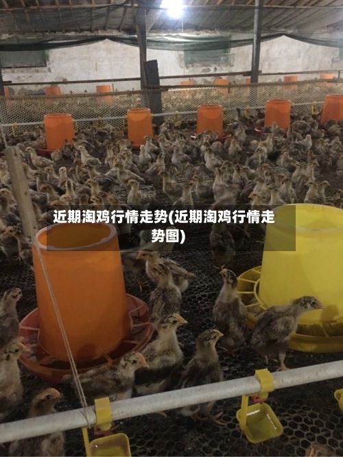 近期淘鸡行情走势(近期淘鸡行情走势图)
