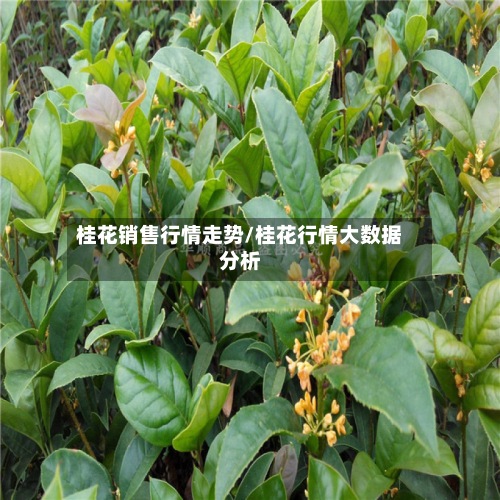 桂花销售行情走势/桂花行情大数据分析-第2张图片