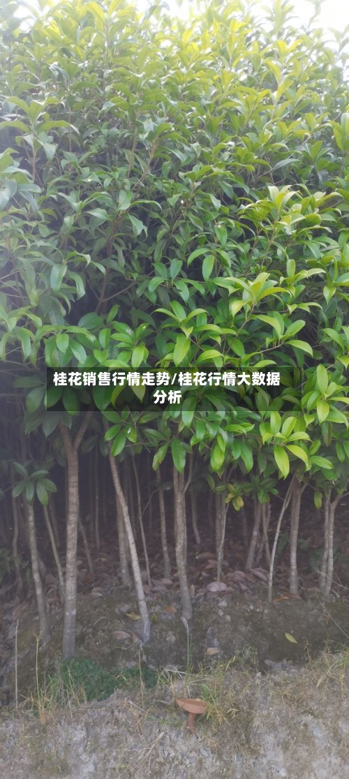 桂花销售行情走势/桂花行情大数据分析-第3张图片