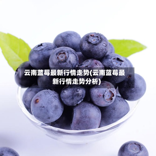 云南蓝莓最新行情走势(云南蓝莓最新行情走势分析)-第3张图片