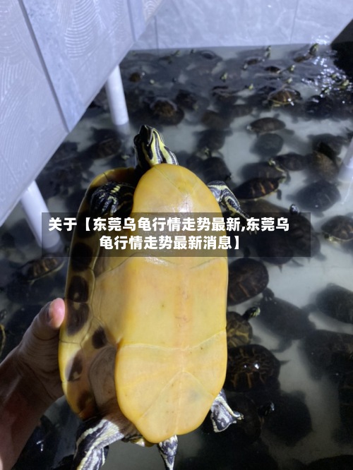 关于【东莞乌龟行情走势最新,东莞乌龟行情走势最新消息】