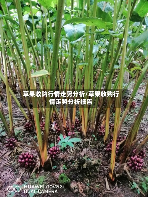 草果收购行情走势分析/草果收购行情走势分析报告