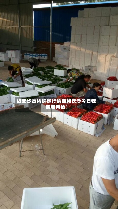 近来【长沙高桥辣椒行情走势长沙今日辣椒费用最新行情】