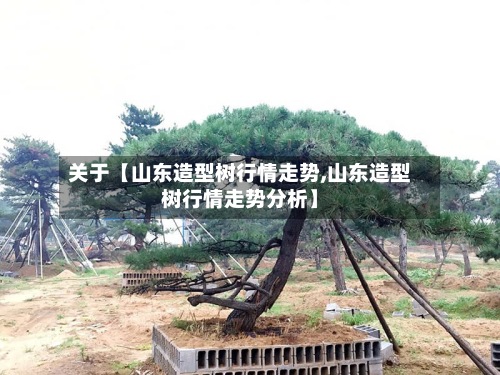 关于【山东造型树行情走势,山东造型树行情走势分析】