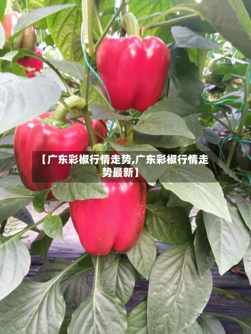 【广东彩椒行情走势,广东彩椒行情走势最新】