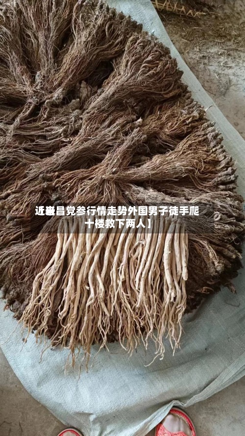 近来【岩昌党参行情走势外国男子徒手爬十楼救下两人】