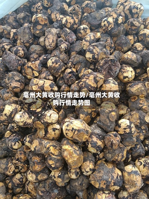 毫州大黄收购行情走势/毫州大黄收购行情走势图