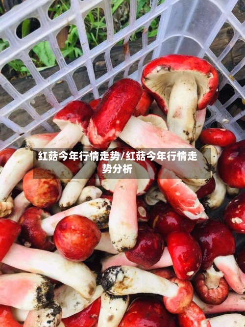 红菇今年行情走势/红菇今年行情走势分析