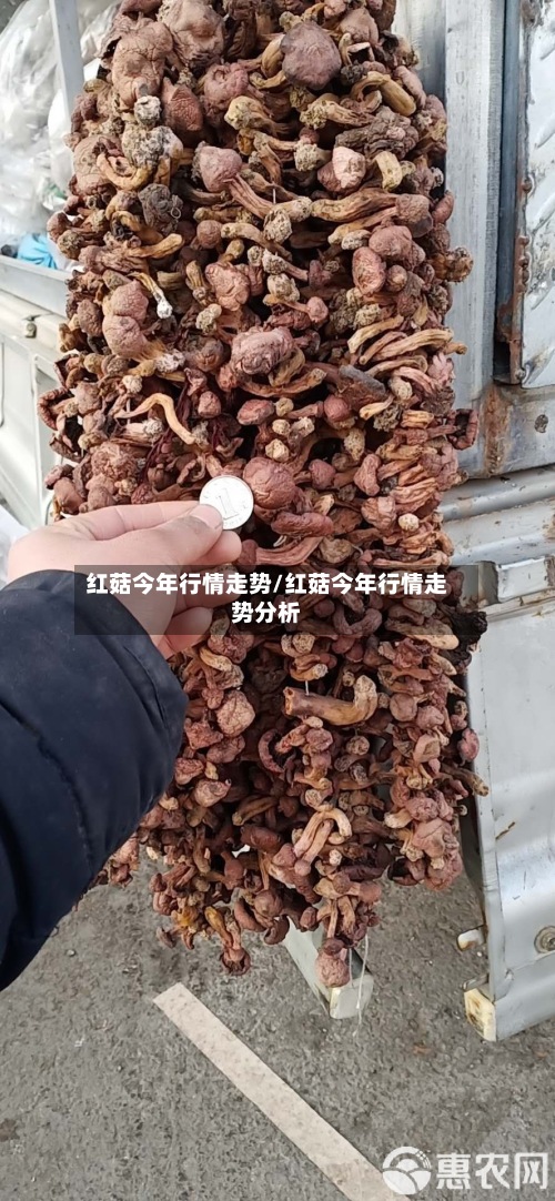 红菇今年行情走势/红菇今年行情走势分析-第2张图片