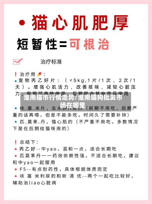 淮南猫市行情走势/淮南猫狗批发市场在哪里