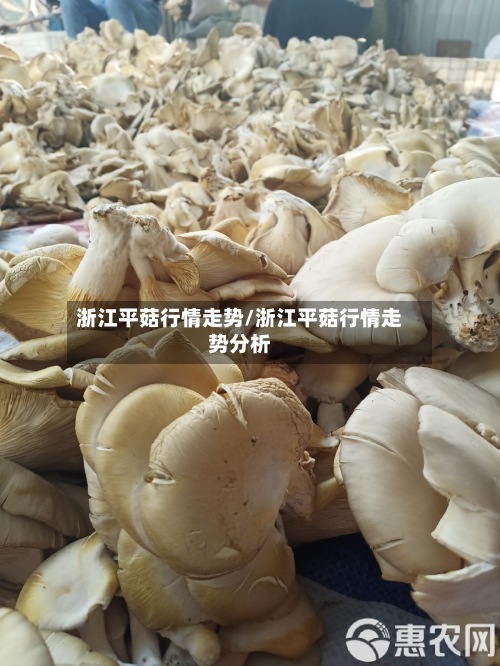 浙江平菇行情走势/浙江平菇行情走势分析-第2张图片