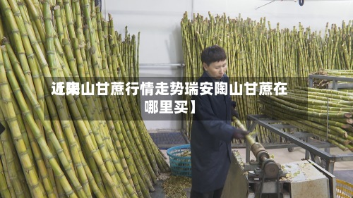 近来【陶山甘蔗行情走势瑞安陶山甘蔗在哪里买】-第2张图片