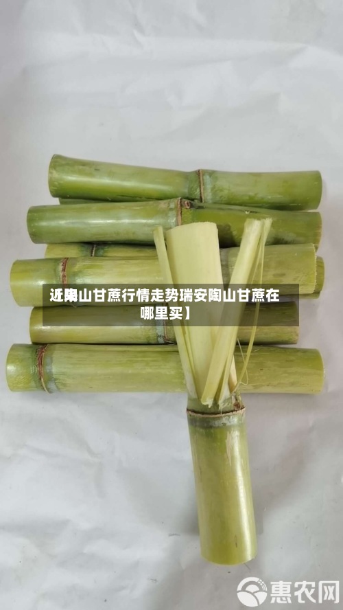 近来【陶山甘蔗行情走势瑞安陶山甘蔗在哪里买】