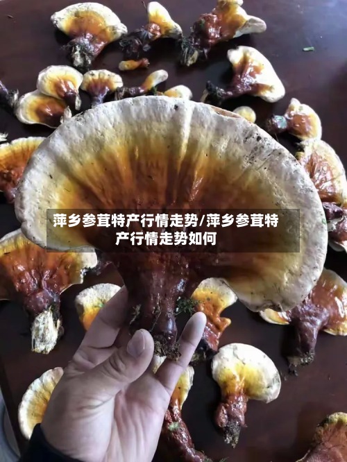 萍乡参茸特产行情走势/萍乡参茸特产行情走势如何