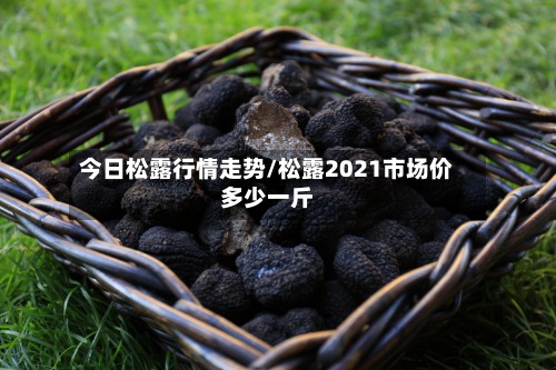 今日松露行情走势/松露2021市场价多少一斤-第3张图片