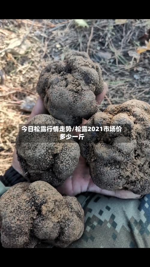 今日松露行情走势/松露2021市场价多少一斤-第2张图片