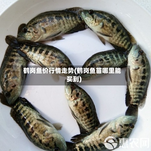 鹤岗鱼价行情走势(鹤岗鱼苗哪里能买到)-第3张图片