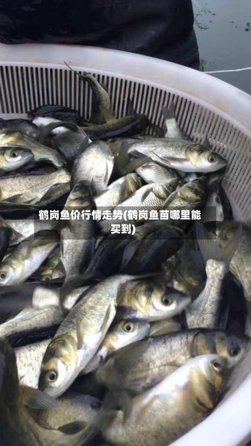 鹤岗鱼价行情走势(鹤岗鱼苗哪里能买到)