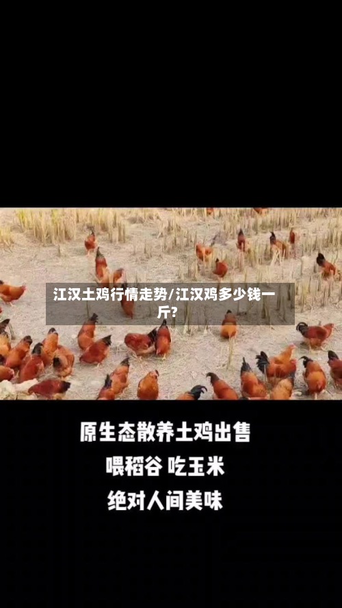 江汉土鸡行情走势/江汉鸡多少钱一斤?-第2张图片
