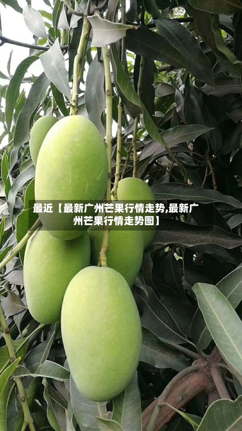 最近【最新广州芒果行情走势,最新广州芒果行情走势图】-第2张图片