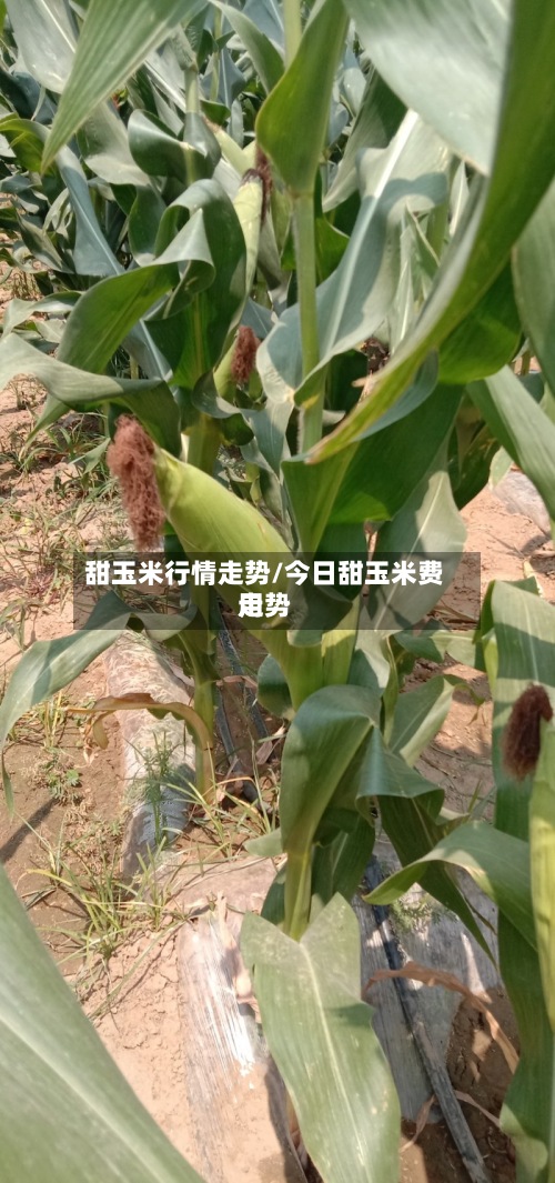 甜玉米行情走势/今日甜玉米费用走势