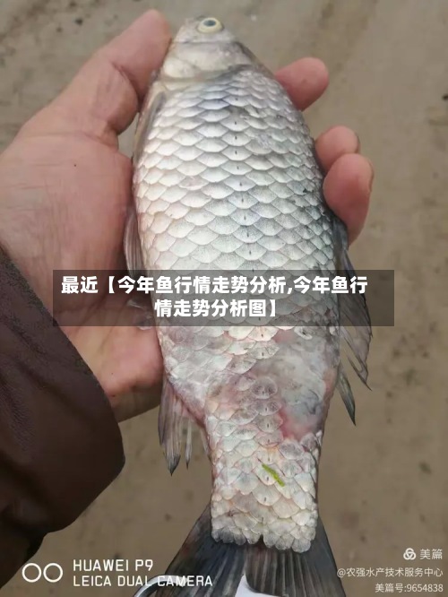 最近【今年鱼行情走势分析,今年鱼行情走势分析图】-第2张图片
