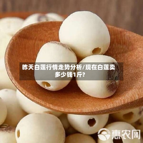 昨天白莲行情走势分析/现在白莲卖多少钱1斤?-第3张图片