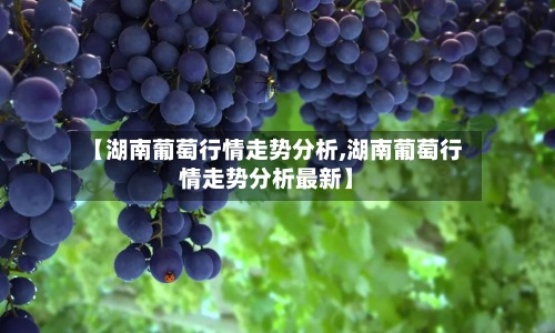 【湖南葡萄行情走势分析,湖南葡萄行情走势分析最新】-第3张图片