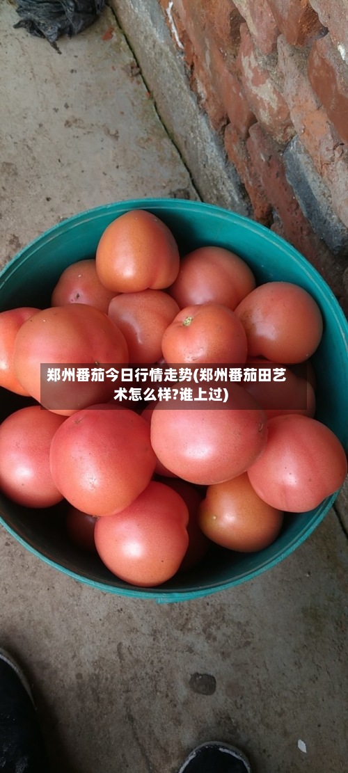 郑州番茄今日行情走势(郑州番茄田艺术怎么样?谁上过)