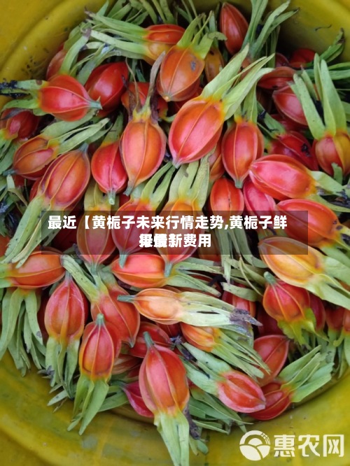 最近【黄栀子未来行情走势,黄栀子鲜果最新费用行情】-第2张图片