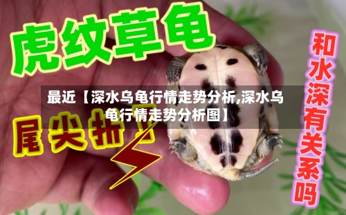 最近【深水乌龟行情走势分析,深水乌龟行情走势分析图】