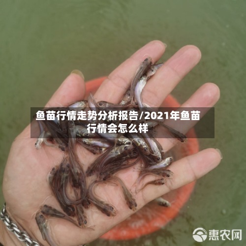 鱼苗行情走势分析报告/2021年鱼苗行情会怎么样