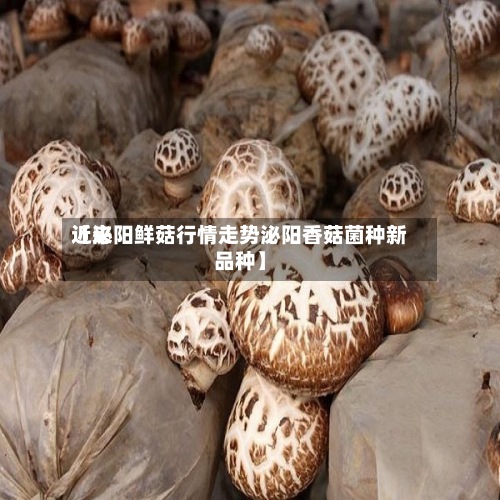 近来【泌阳鲜菇行情走势泌阳香菇菌种新品种】