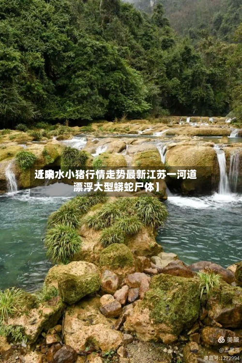 近来【响水小猪行情走势最新江苏一河道漂浮大型蟒蛇尸体】