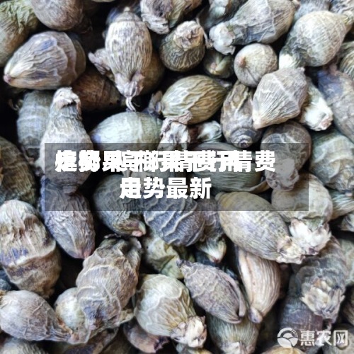 槟榔果干行情费用走势/槟榔果干行情费用走势最新-第2张图片