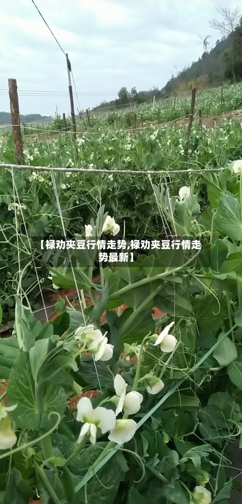 【禄劝夹豆行情走势,禄劝夹豆行情走势最新】
