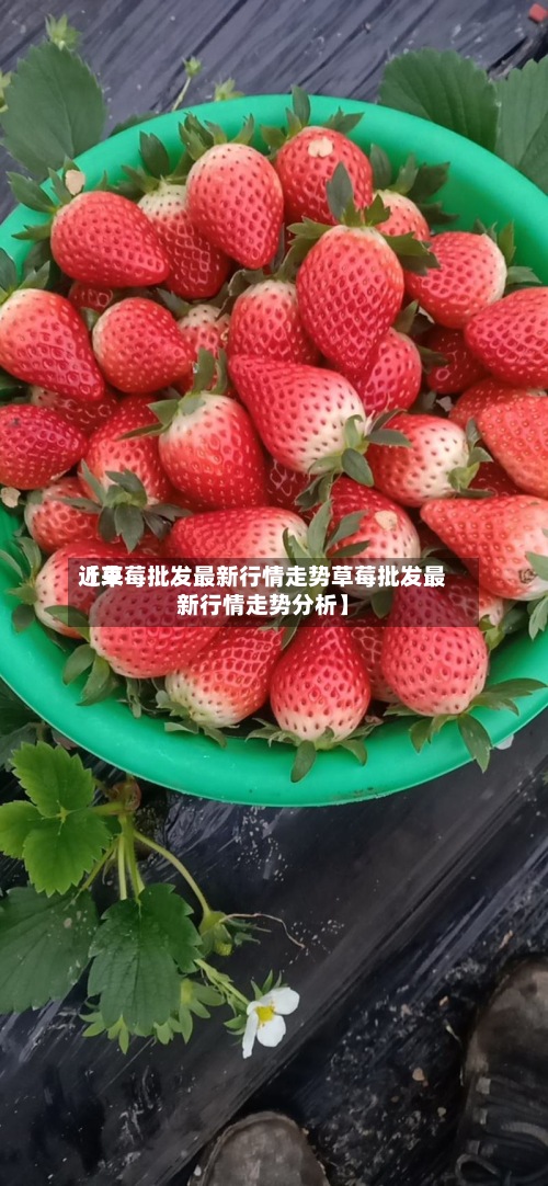 近来【草莓批发最新行情走势草莓批发最新行情走势分析】-第2张图片
