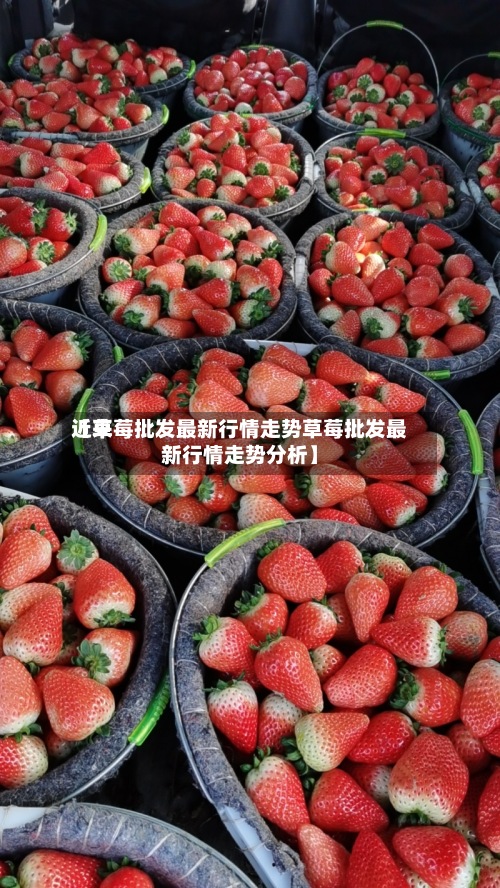 近来【草莓批发最新行情走势草莓批发最新行情走势分析】