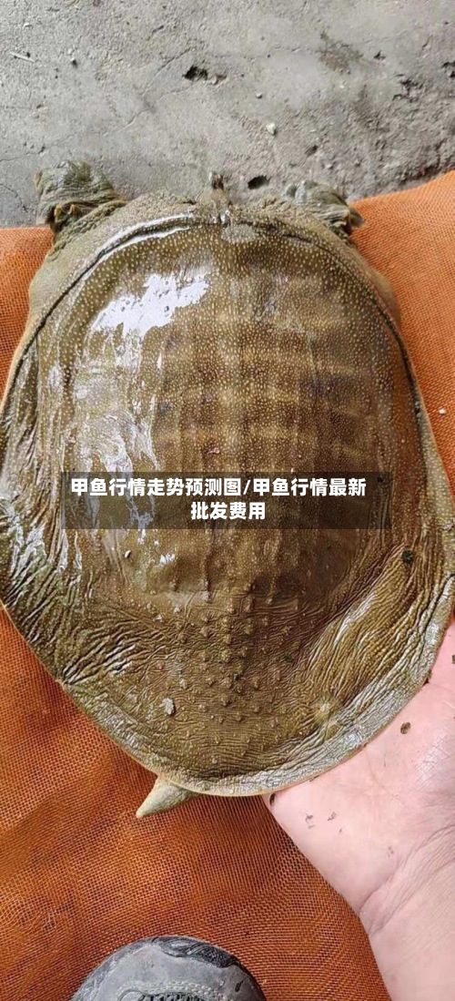 甲鱼行情走势预测图/甲鱼行情最新批发费用-第2张图片