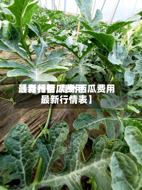 【青州西瓜费用最新行情,青州西瓜费用最新行情表】-第2张图片