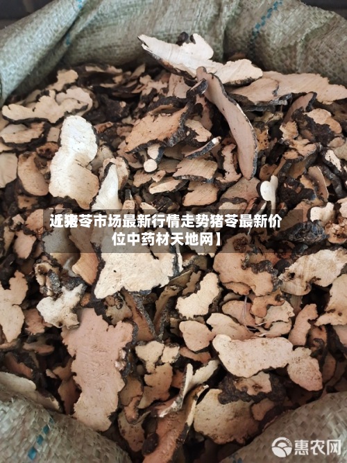 近来【猪苓市场最新行情走势猪苓最新价位中药材天地网】