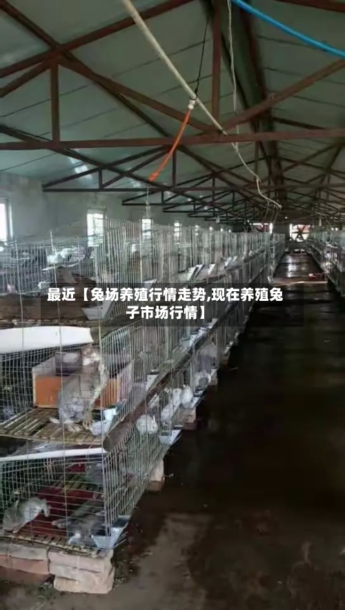 最近【兔场养殖行情走势,现在养殖兔子市场行情】