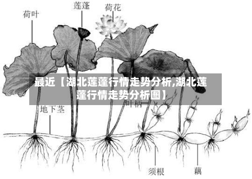 最近【湖北莲蓬行情走势分析,湖北莲蓬行情走势分析图】-第2张图片