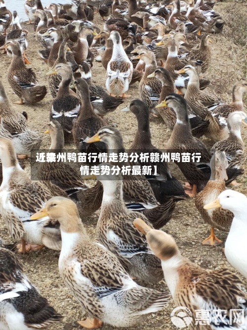 近来【赣州鸭苗行情走势分析赣州鸭苗行情走势分析最新】-第2张图片