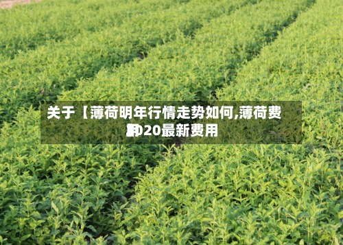 关于【薄荷明年行情走势如何,薄荷费用2020最新费用】