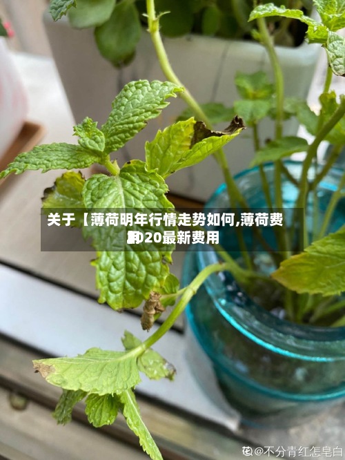 关于【薄荷明年行情走势如何,薄荷费用2020最新费用】-第2张图片