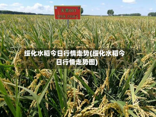 绥化水稻今日行情走势(绥化水稻今日行情走势图)-第2张图片