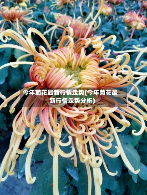 今年菊花最新行情走势(今年菊花最新行情走势分析)