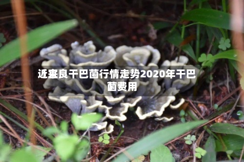 近来【宜良干巴菌行情走势2020年干巴菌费用】-第3张图片